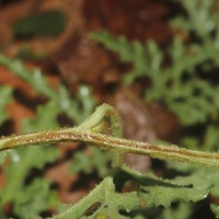 Citrullus colocynthis (L.) Schrad.